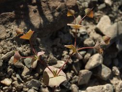 Слика од Oxytheca perfoliata Torrey & A. Gray