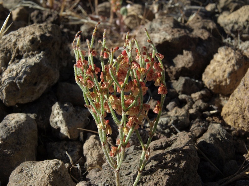 Image of birdnest buckwheat