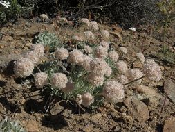 Image of cushion buckwheat