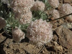 Image of cushion buckwheat