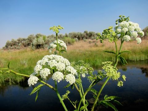 Image of spotted water hemlock