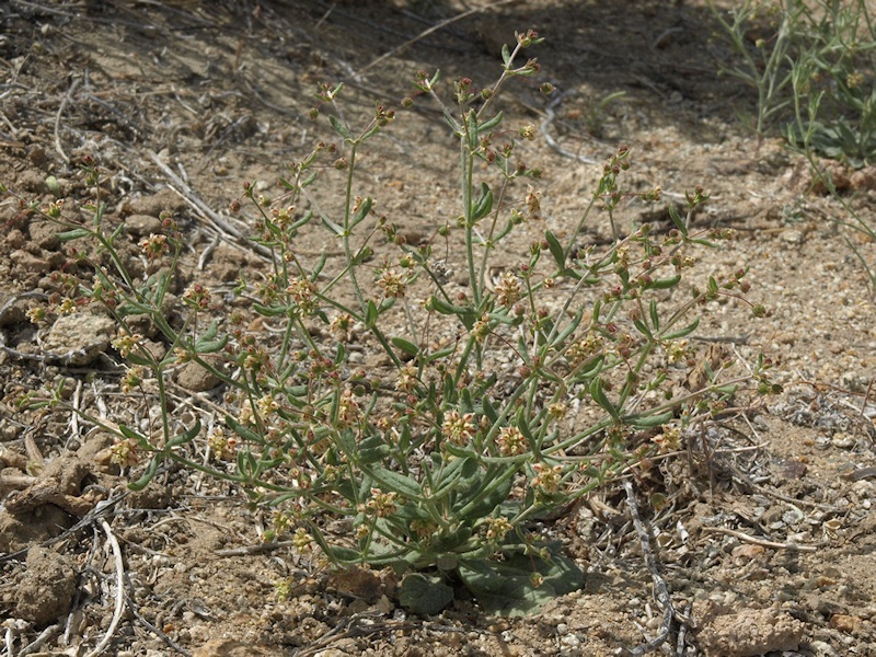 Image of spotted buckwheat