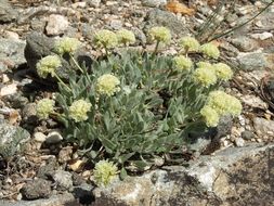 Image of Ruby Mountain buckwheat