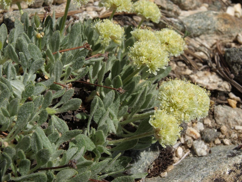 Image of Ruby Mountain buckwheat