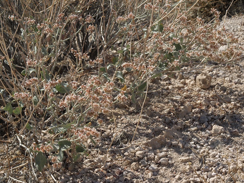 Image of money buckwheat