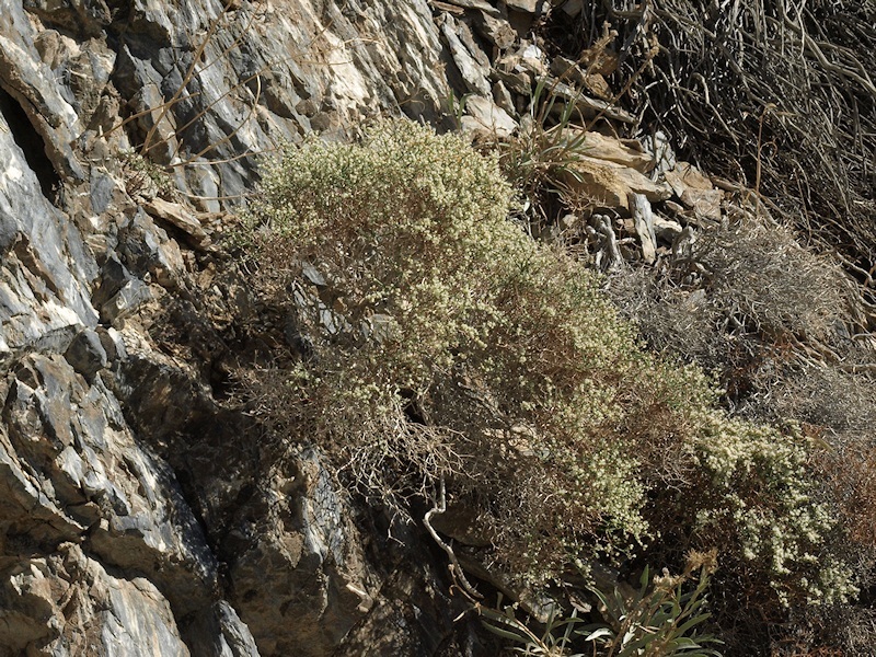 Image of Heermann's buckwheat