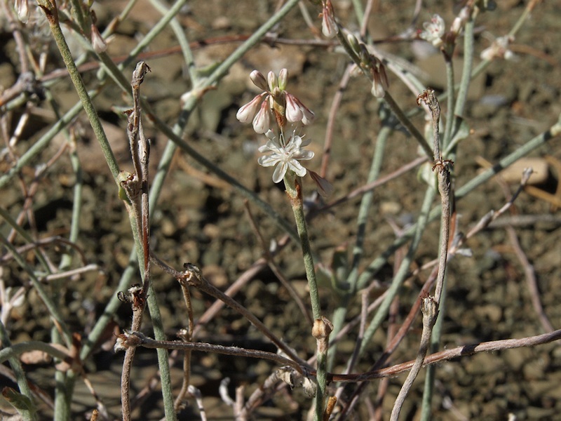 Image of Panamint Mountain buckwheat