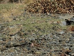 Imagem de Eriogonum brachypodum Torr. & Gray