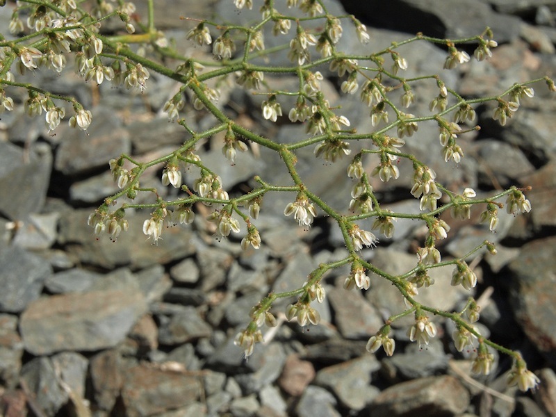 Image of Parry's buckwheat