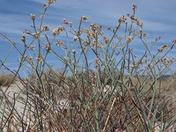 Image of money buckwheat