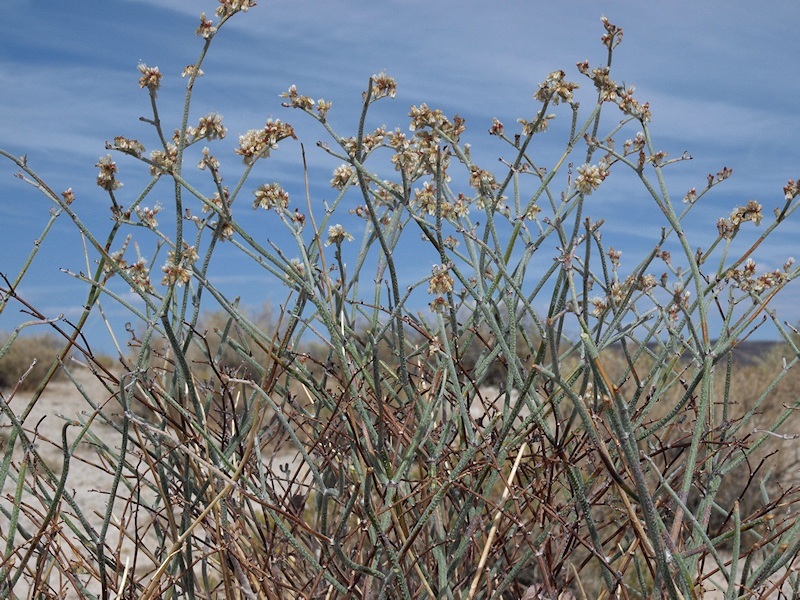 Image of money buckwheat