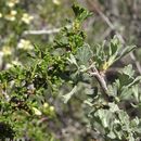 Image of desert bitterbrush