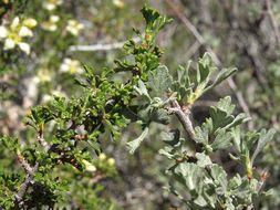 Image of desert bitterbrush