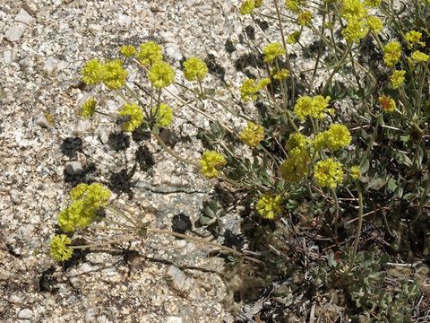 Image of sulphur-flower buckwheat