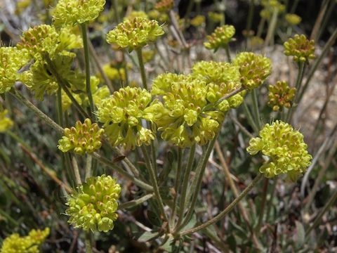 Image of sulphur-flower buckwheat