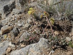 Image of sulphur-flower buckwheat