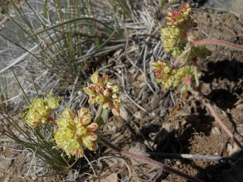 Image of sulphur-flower buckwheat