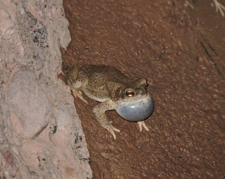 Plancia ëd Anaxyrus punctatus (Baird & Girard 1852)