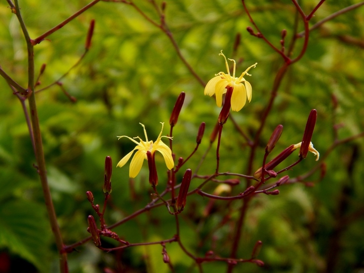 Lactuca muralis (rights holder: 2014 Wynn Anderson)