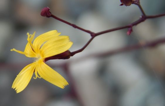 Image of wall lettuce