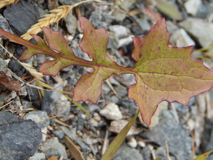 Image of wall lettuce