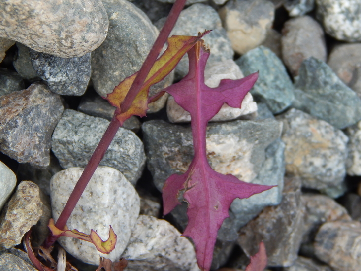 Image of wall lettuce