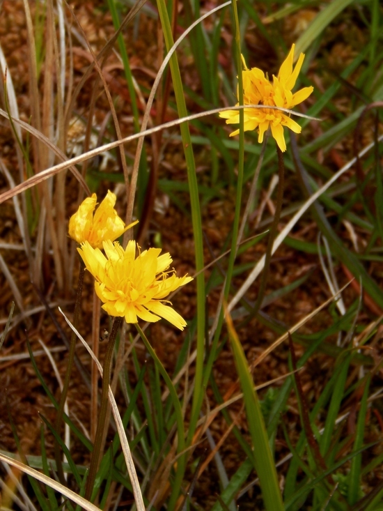 Image of Northern Silverpuffs