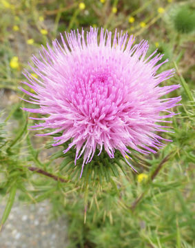 Image of Spear Thistle