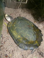 Image of Giant Asian Pond Turtle