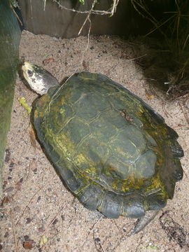 Image of Giant Asian Pond Turtle