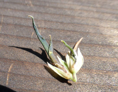 Image of bulbous canarygrass