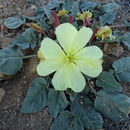 Imagem de Oenothera xylocarpa Coville