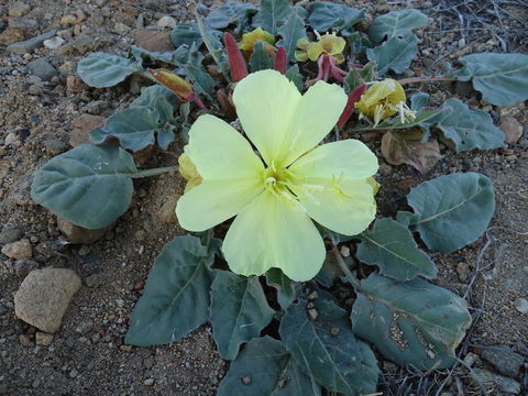 Plancia ëd Oenothera xylocarpa Coville