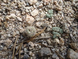 Image of <i>Cymopterus cinerarius</i>