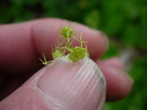 Image of Brewer's miterwort