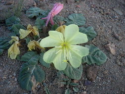 Imagem de Oenothera xylocarpa Coville