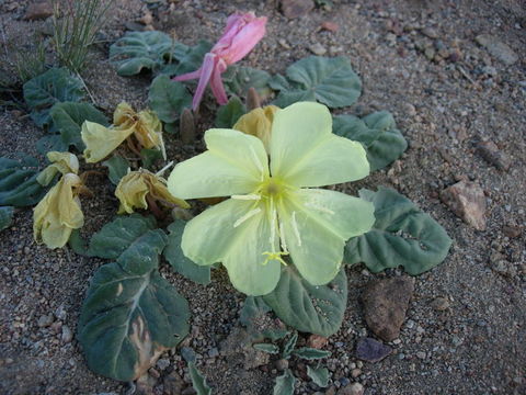 Image of woodyfruit evening primrose