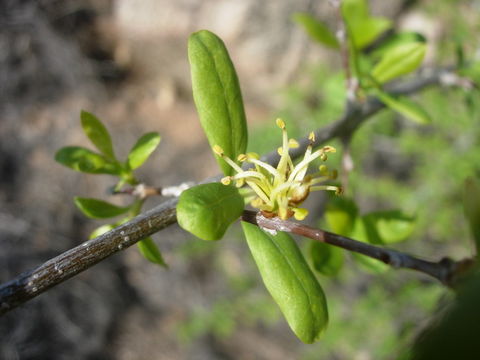 Forestiera pubescens Nutt. resmi