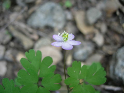 Image of <i>Isopyrum occidentale</i>