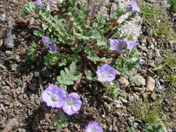 Image of Douglas' phacelia