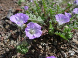 Image of Douglas' phacelia