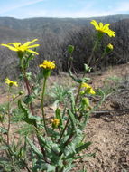 Senecio californicus DC. resmi