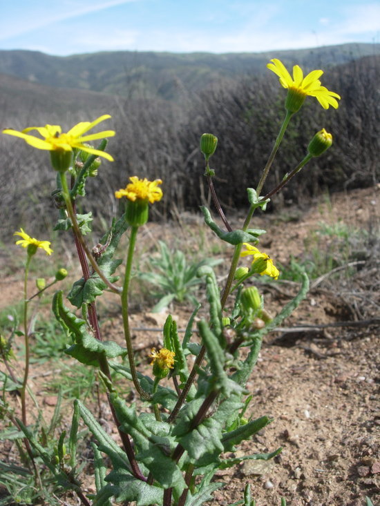 Senecio californicus DC. resmi