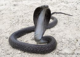 Image of Indian cobra