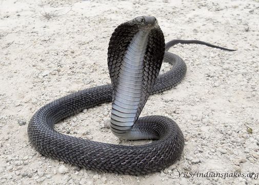 Image de Cobra indien