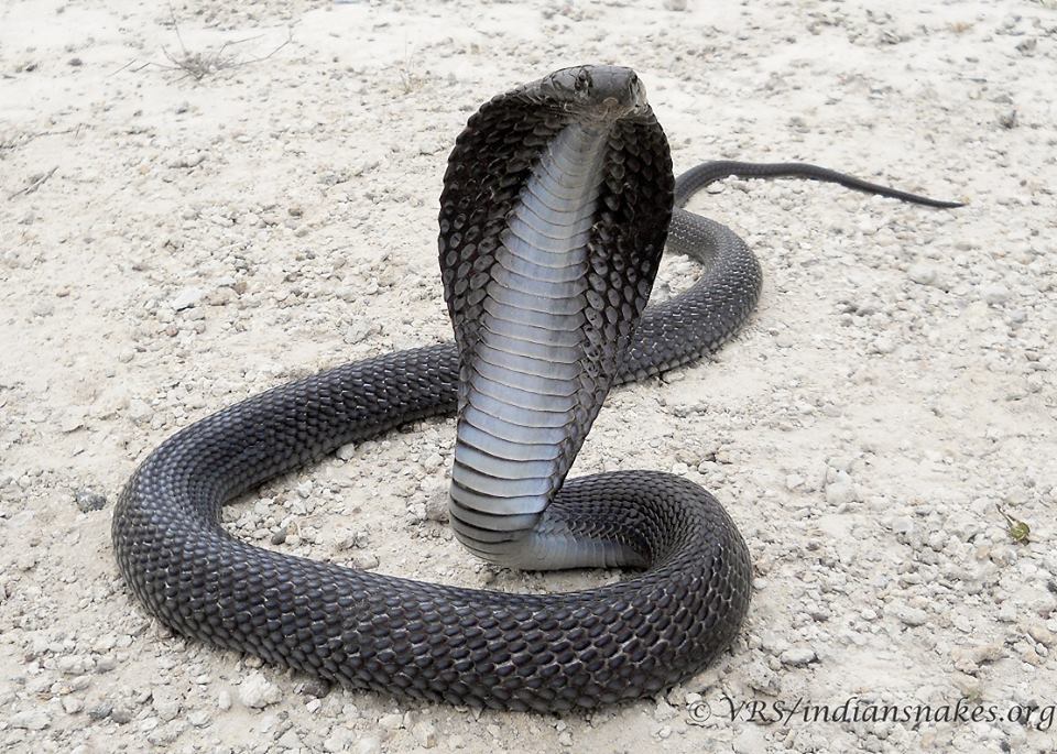 Indian cobra - Wikipedia