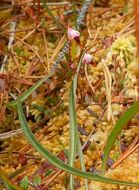 Image of Bog Cranberry