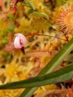 Image of Bog Cranberry