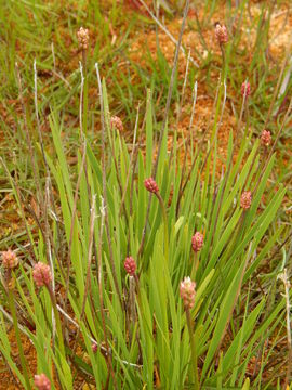 Sivun Triantha glutinosa (Michx.) Baker kuva