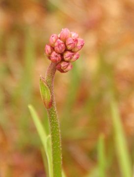 Image of sticky tofieldia